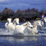 La Camargue