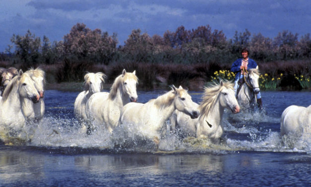 La Camargue